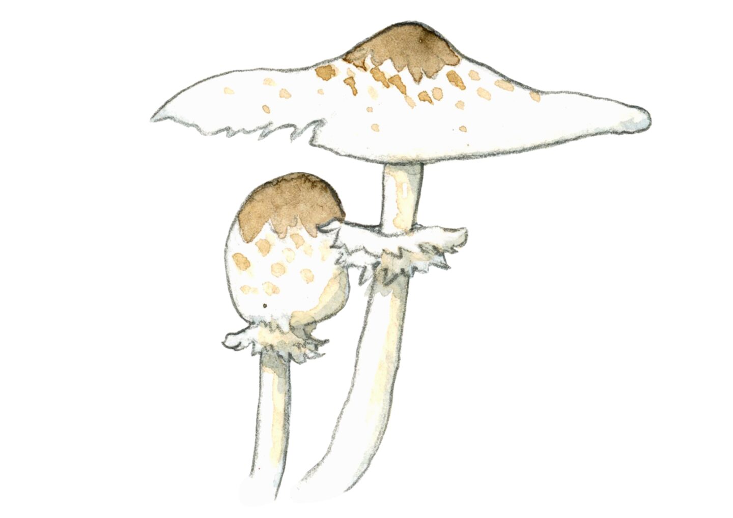 Parasol paddenstoel illustratie